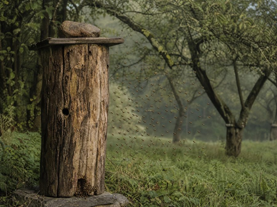 A hollow-log bee gum hive with a weighted board roof at an orchard edge